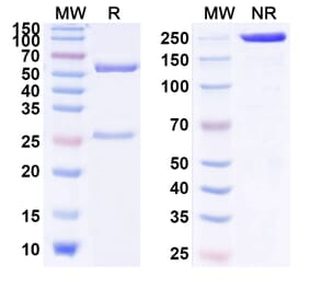 SDS-PAGE - Anti-IL-13 Antibody [H2L6] Biosimilar - BSA and Azide free (A340009) - Antibodies.com