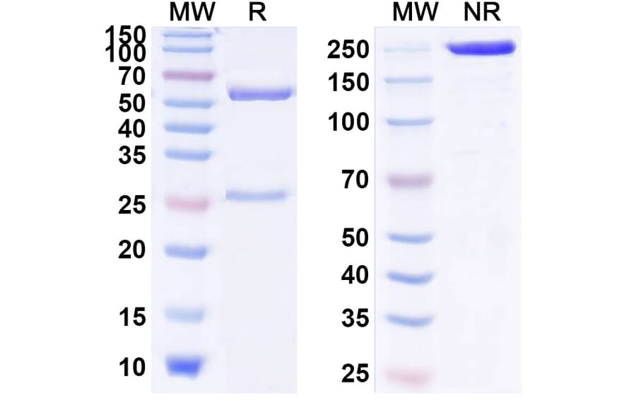 SDS-PAGE - Anti-IL-13 Antibody [H2L6] Biosimilar - BSA and Azide free (A340009) - Antibodies.com