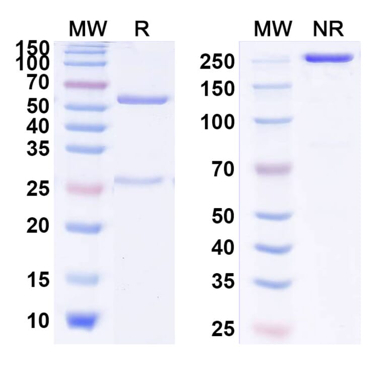 SDS-PAGE - Anti-IL-13 Antibody [M1295] Biosimilar - BSA and Azide free (A340010) - Antibodies.com