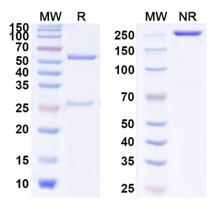 SDS-PAGE - Anti-IL-13 Antibody [CNTO-5825] Biosimilar - BSA and Azide free (A340012) - Antibodies.com