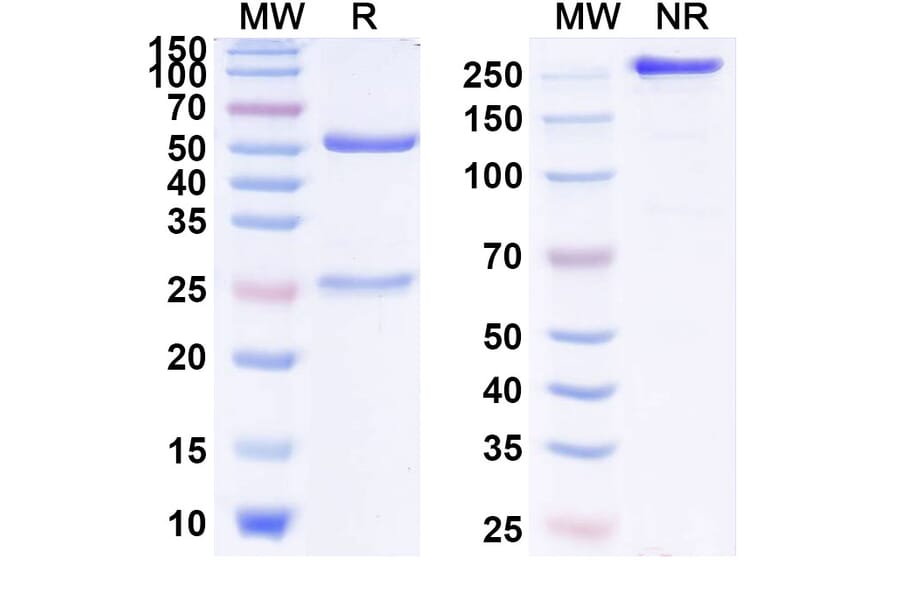 SDS-PAGE - Anti-IL-13 Antibody [GSK679586] Biosimilar - BSA and Azide free (A340013) - Antibodies.com