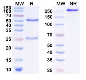 SDS-PAGE - Anti-IL-13 Antibody [MEDI7836] Biosimilar - BSA and Azide free (A340014) - Antibodies.com