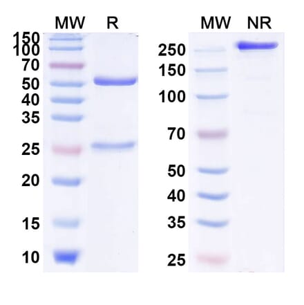 SDS-PAGE - Anti-IL-13 Antibody [MEDI7836] Biosimilar - BSA and Azide free (A340014) - Antibodies.com