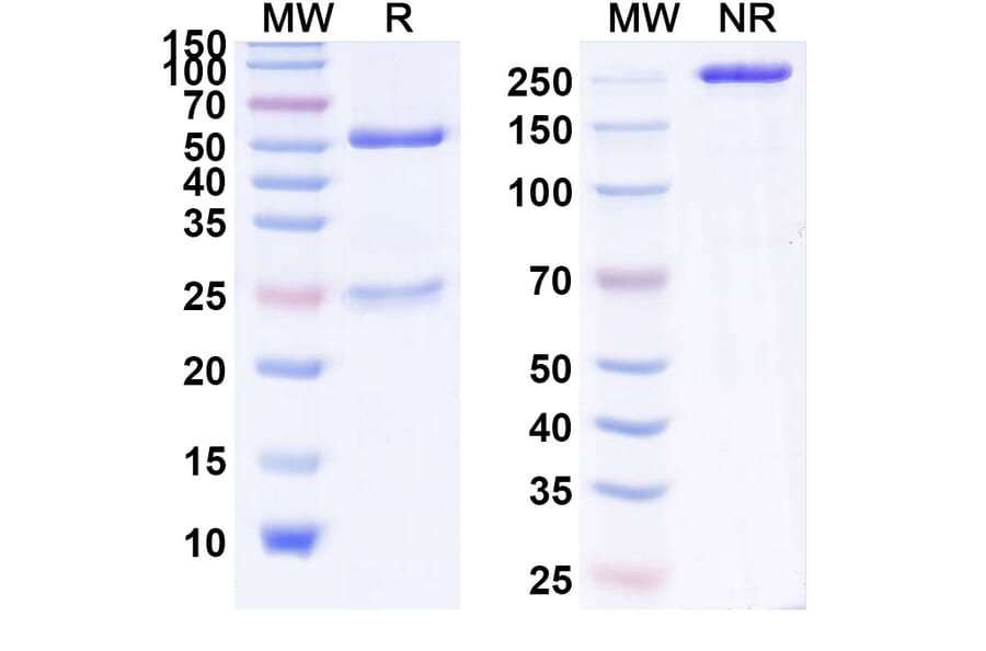SDS-PAGE - Anti-IL-17A Antibody [CAT-22] Biosimilar - BSA and Azide free (A340017) - Antibodies.com