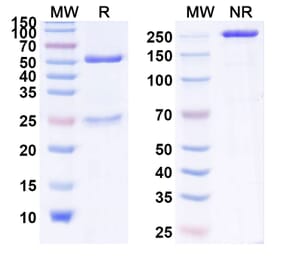 SDS-PAGE - Anti-IL-17A Antibody [CNTO-6785] Biosimilar - BSA and Azide free (A340018) - Antibodies.com