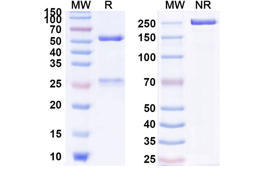 SDS-PAGE - Anti-IL-17A Antibody [CJM112] Biosimilar - BSA and Azide free (A340019) - Antibodies.com