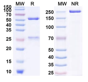 SDS-PAGE - Anti-IL-17A Antibody [SCH 9117] Biosimilar - BSA and Azide free (A340021) - Antibodies.com