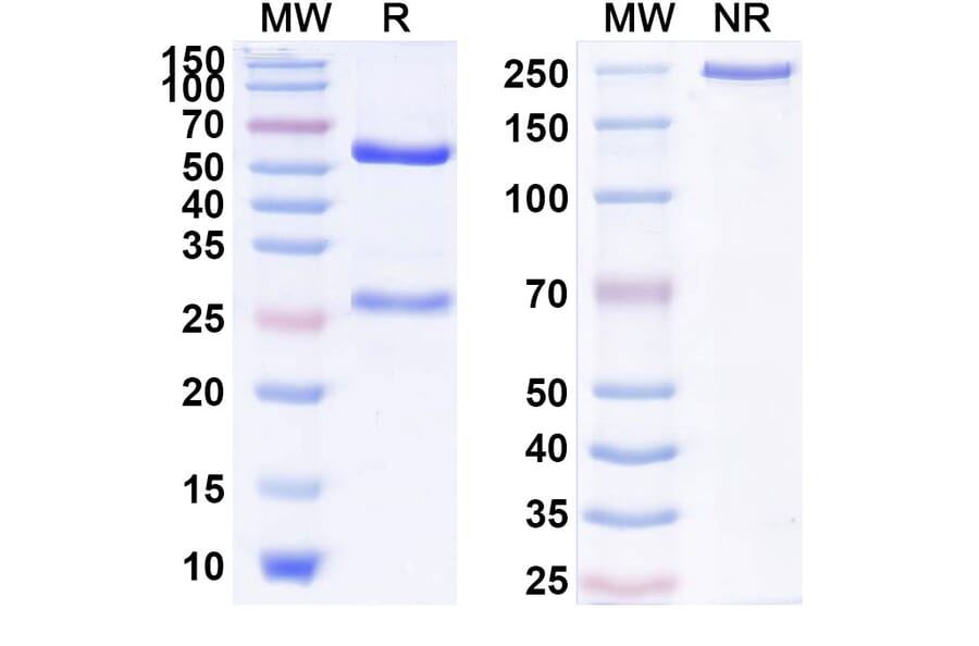 SDS-PAGE - Anti-IL-17RA Antibody [ZL 112] Biosimilar - BSA and Azide free (A340022) - Antibodies.com