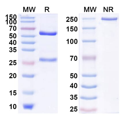 SDS-PAGE - Anti-IL-17RA Antibody [OSE-73] Biosimilar - BSA and Azide free (A340023) - Antibodies.com