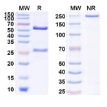 SDS-PAGE - Anti-IL-17RA Antibody [OSE-73] Biosimilar - BSA and Azide free (A340023) - Antibodies.com