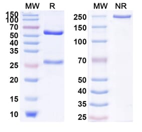 SDS-PAGE - Anti-IL-17RB Antibody [SM17] Biosimilar - BSA and Azide free (A340024) - Antibodies.com