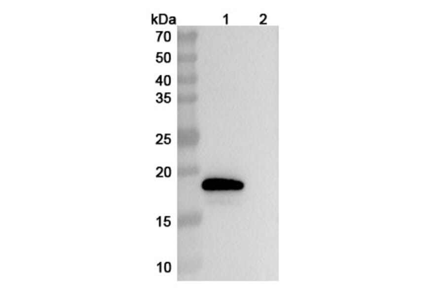 SDS-PAGE - Anti-IL-18 Antibody [GSK 1786] Biosimilar - BSA and Azide free (A340026) - Antibodies.com