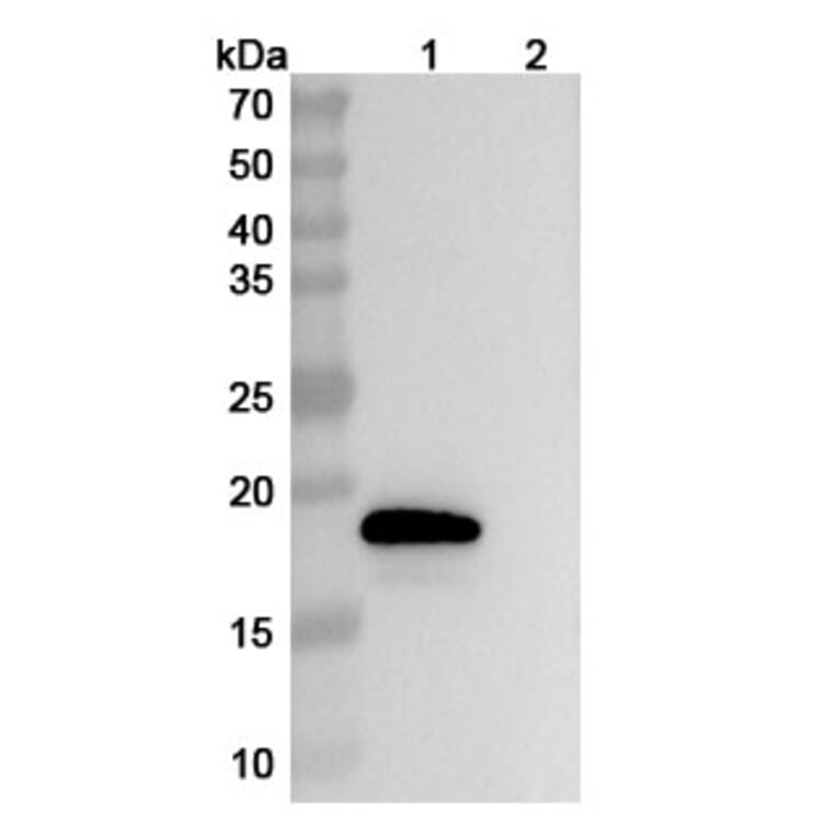 SDS-PAGE - Anti-IL-18 Antibody [GSK 1786] Biosimilar - BSA and Azide free (A340026) - Antibodies.com