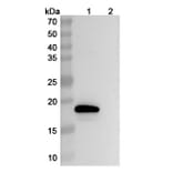SDS-PAGE - Anti-IL-18 Antibody [GSK 1786] Biosimilar - BSA and Azide free (A340026) - Antibodies.com