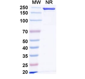 SDS-PAGE - Anti-IL1RAP Antibody [CAN1] Biosimilar - BSA and Azide free (A340028) - Antibodies.com