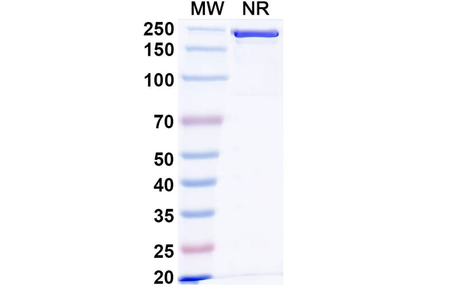SDS-PAGE - Anti-IL1RAP Antibody [CAN1] Biosimilar - BSA and Azide free (A340028) - Antibodies.com
