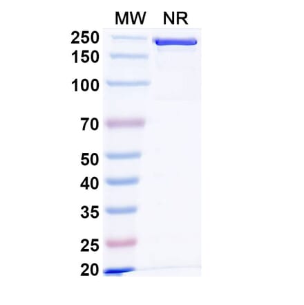 SDS-PAGE - Anti-IL1RAP Antibody [CAN1] Biosimilar - BSA and Azide free (A340028) - Antibodies.com