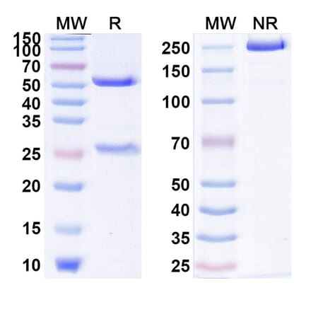 SDS-PAGE - Anti-IL1RAP Antibody [CSC12] Biosimilar - BSA and Azide free (A340029) - Antibodies.com