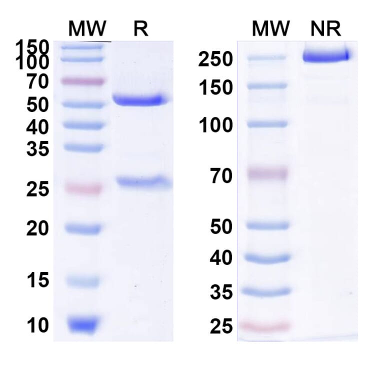 SDS-PAGE - Anti-IL1RAP Antibody [CSC12] Biosimilar - BSA and Azide free (A340029) - Antibodies.com