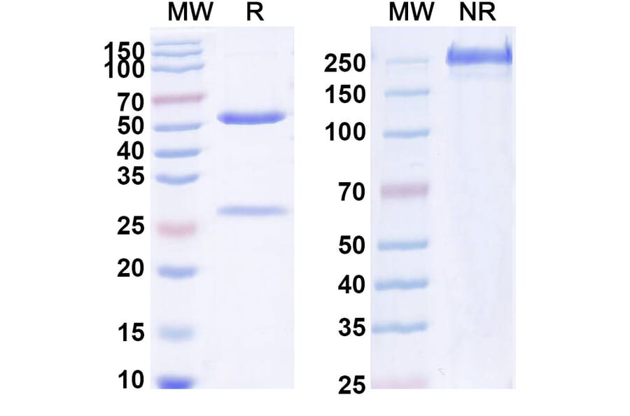 SDS-PAGE - Anti-IL-1 alpha Antibody [XB21] Biosimilar - BSA and Azide free (A340030) - Antibodies.com