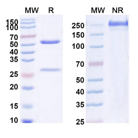 SDS-PAGE - Anti-IL-1 beta Antibody [DLX2323] Biosimilar - BSA and Azide free (A340031) - Antibodies.com