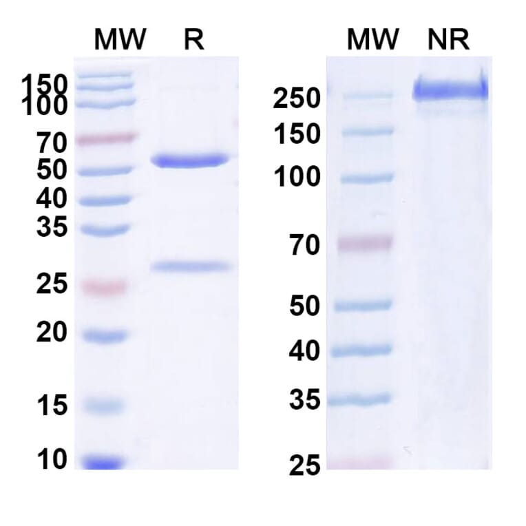 SDS-PAGE - Anti-IL-1 beta Antibody [CDP484] Biosimilar - BSA and Azide free (A340032) - Antibodies.com