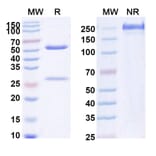 SDS-PAGE - Anti-IL-1 beta Antibody [CDP484] Biosimilar - BSA and Azide free (A340032) - Antibodies.com