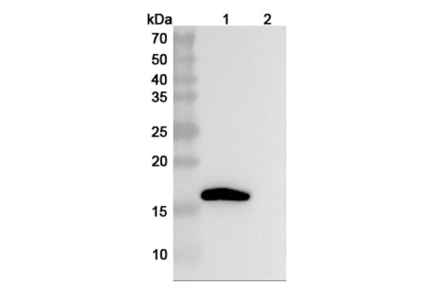 SDS-PAGE - Anti-IL-1 beta Antibody [LY218912] Biosimilar - BSA and Azide free (A340033) - Antibodies.com