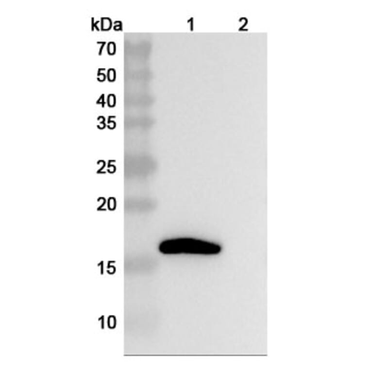 SDS-PAGE - Anti-IL-1 beta Antibody [LY218912] Biosimilar - BSA and Azide free (A340033) - Antibodies.com