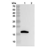 SDS-PAGE - Anti-IL-1 beta Antibody [LY218912] Biosimilar - BSA and Azide free (A340033) - Antibodies.com