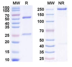 SDS-PAGE - Anti-IL-1 beta Antibody [SK48-E26] Biosimilar - BSA and Azide free (A340034) - Antibodies.com
