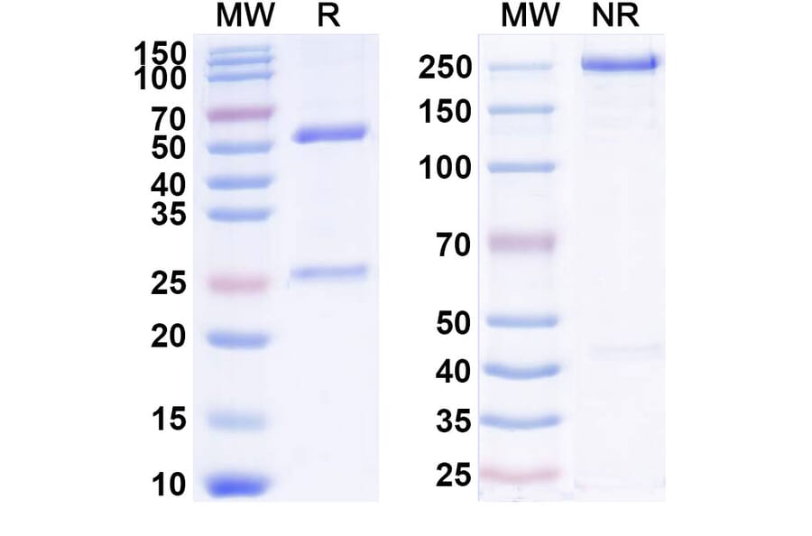 SDS-PAGE - Anti-IL-1 beta Antibody [SK48-E26] Biosimilar - BSA and Azide free (A340034) - Antibodies.com