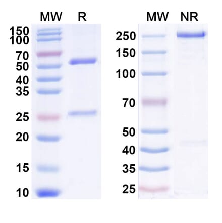 SDS-PAGE - Anti-IL-2 Antibody [AU 7] Biosimilar - BSA and Azide free (A340035) - Antibodies.com