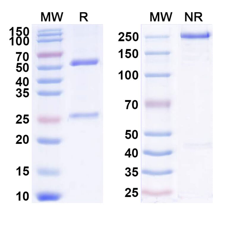 SDS-PAGE - Anti-IL-2 Antibody [CUE11] Biosimilar - BSA and Azide free (A340036) - Antibodies.com