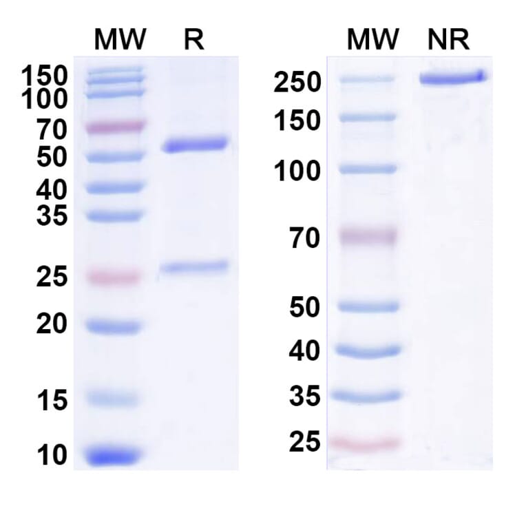 SDS-PAGE - Anti-IL-2 Antibody [MT24] Biosimilar - BSA and Azide free (A340037) - Antibodies.com