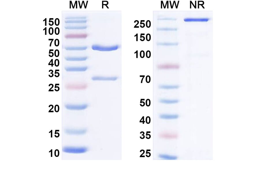 SDS-PAGE - Anti-IL-21 Antibody [NNC-114-5] Biosimilar - BSA and Azide free (A340039) - Antibodies.com