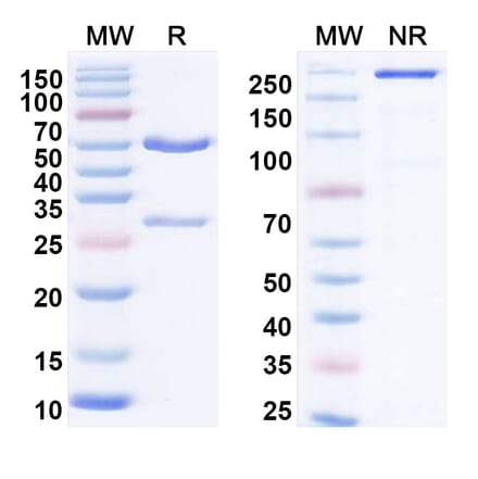 SDS-PAGE - Anti-IL-21 Antibody [NNC-114-5] Biosimilar - BSA and Azide free (A340039) - Antibodies.com
