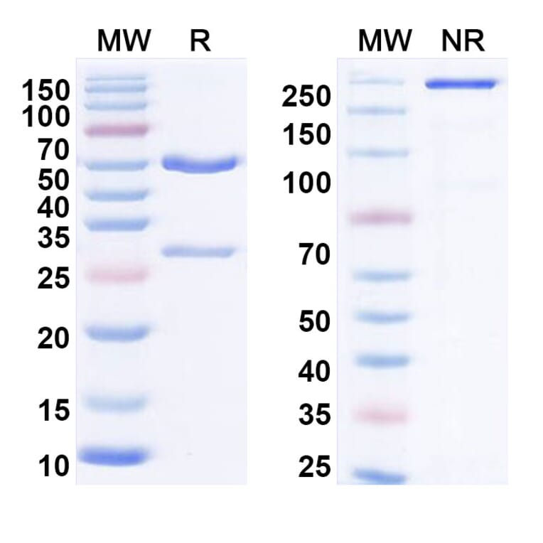 SDS-PAGE - Anti-IL-21 Antibody [NNC-114-5] Biosimilar - BSA and Azide free (A340039) - Antibodies.com