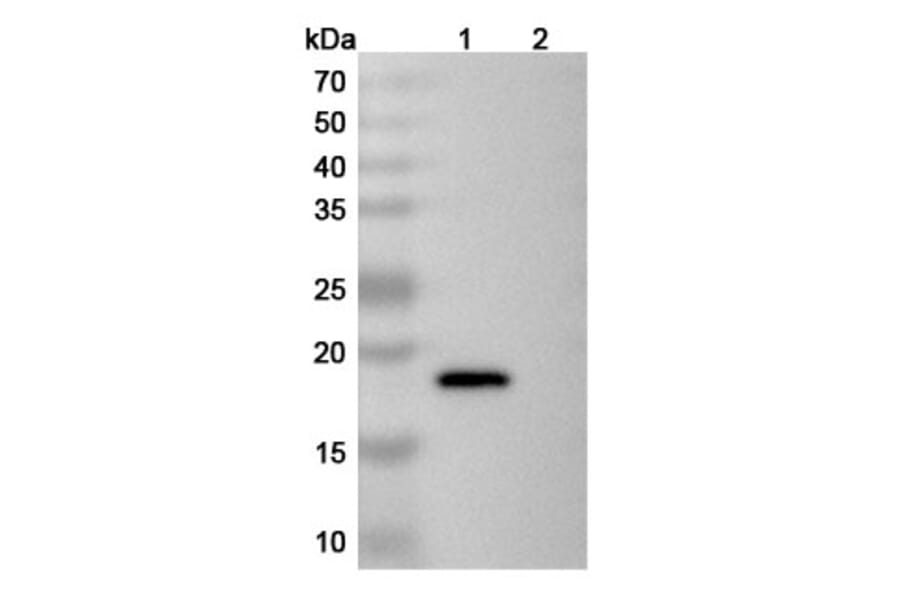 SDS-PAGE - Anti-IL-21 Antibody [NNC-114-5] Biosimilar - BSA and Azide free (A340039) - Antibodies.com