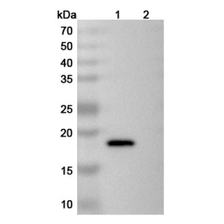 SDS-PAGE - Anti-IL-21 Antibody [NNC-114-5] Biosimilar - BSA and Azide free (A340039) - Antibodies.com