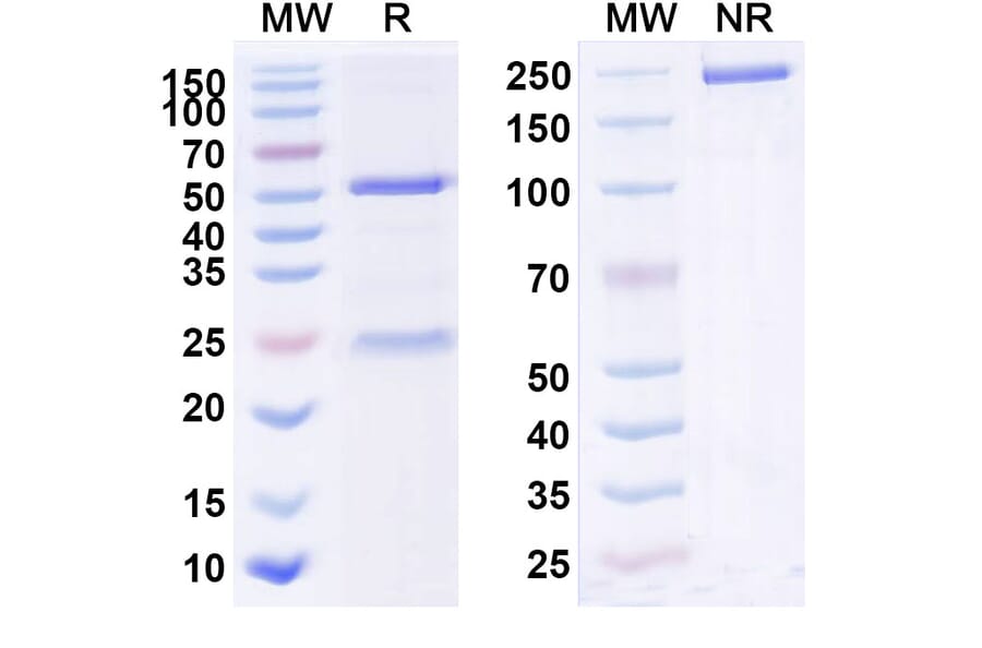 SDS-PAGE - Anti-IL-22RA1 Antibody [F 652] Biosimilar - BSA and Azide free (A340042) - Antibodies.com