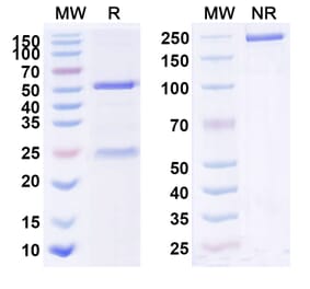 SDS-PAGE - Anti-IL-23 p19 Antibody [MP196] Biosimilar - BSA and Azide free (A340043) - Antibodies.com