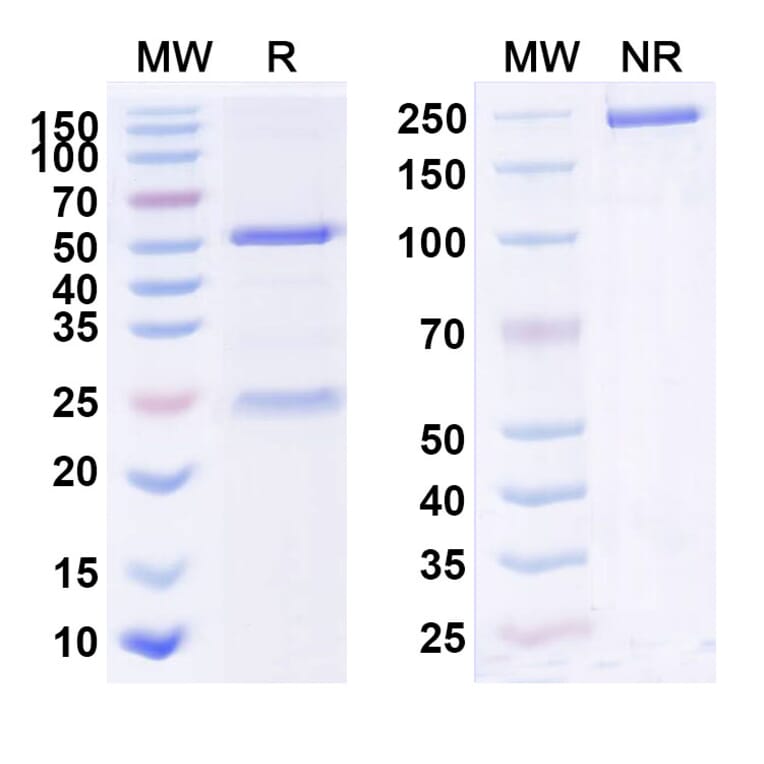 SDS-PAGE - Anti-IL-23 p19 Antibody [LY2525623] Biosimilar - BSA and Azide free (A340044) - Antibodies.com