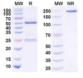SDS-PAGE - Anti-IL-23 p19 Antibody [CNTO 488] Biosimilar - BSA and Azide free (A340046) - Antibodies.com
