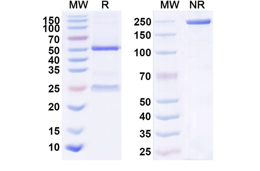 SDS-PAGE - Anti-IL-23 p19 Antibody [CNTO 488] Biosimilar - BSA and Azide free (A340046) - Antibodies.com