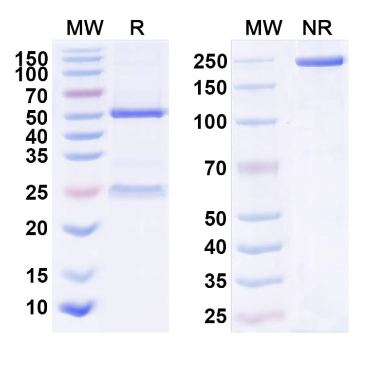 SDS-PAGE - Anti-IL-23 p19 Antibody [CNTO 488] Biosimilar - BSA and Azide free (A340046) - Antibodies.com