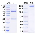 SDS-PAGE - Anti-IL-23 p19 Antibody [CNTO 488] Biosimilar - BSA and Azide free (A340046) - Antibodies.com
