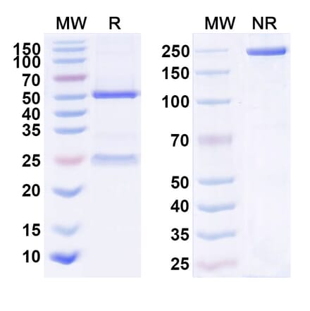 SDS-PAGE - Anti-IL-23 p19 Antibody [FM33] Biosimilar - BSA and Azide free (A340047) - Antibodies.com