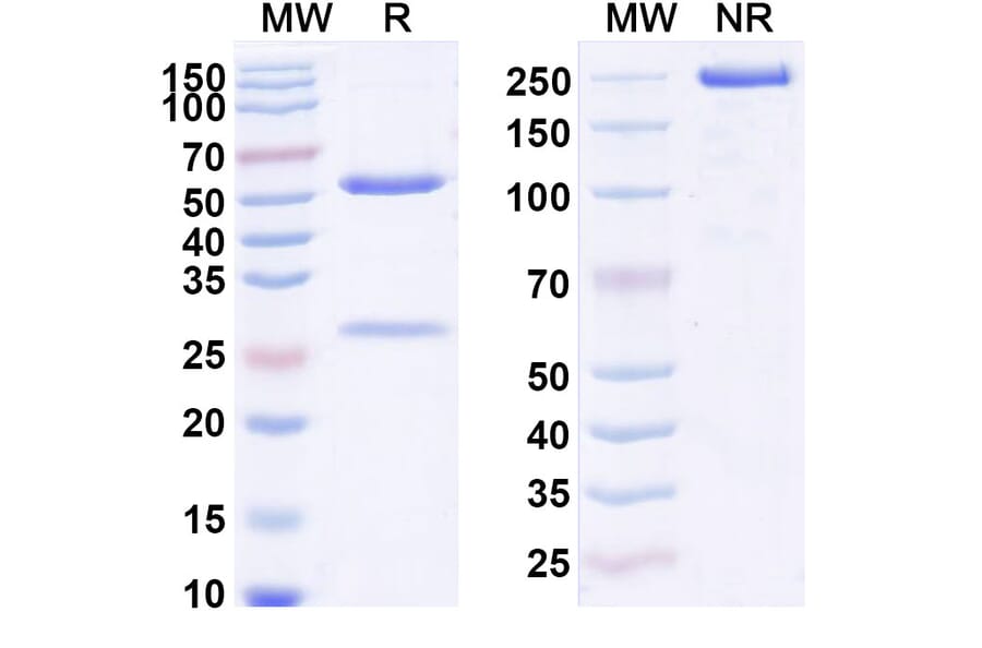 SDS-PAGE - Anti-IL-23 p19 Antibody [QX 4N] Biosimilar - BSA and Azide free (A340048) - Antibodies.com