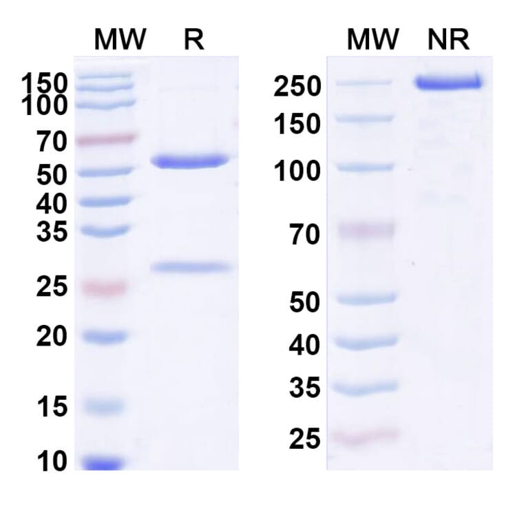 SDS-PAGE - Anti-IL-23 p19 Antibody [QX 4N] Biosimilar - BSA and Azide free (A340048) - Antibodies.com